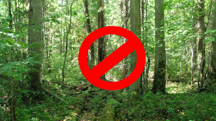 На Закарпатті заборонили відвідувати ліси