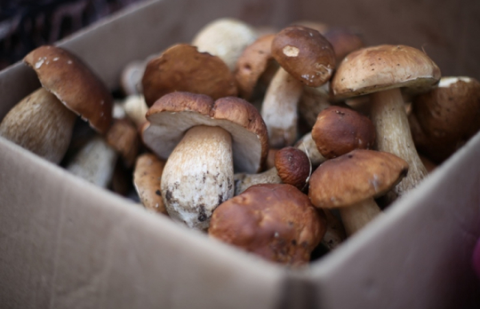 Ринки Закарпаття заповнені грибами. Найпопулярніші – білі (ФОТО, ЦІНИ)