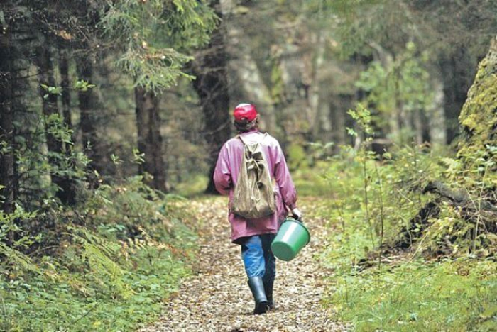 На Закарпатті шукають чоловіка, що заблукав у лісі, збираючи гриби