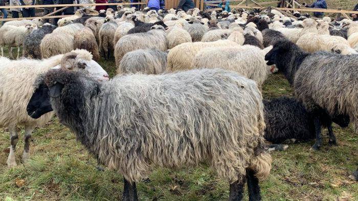 Відшкодування за утримання овець, компенсації за будівництво ферм: на Закарпатті розробили програму підтримки вівчарства