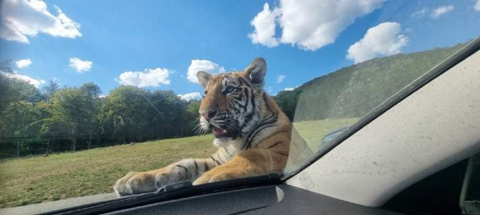 Тигра, якого шукали на території Словаччини, знайшли на Закарпатті