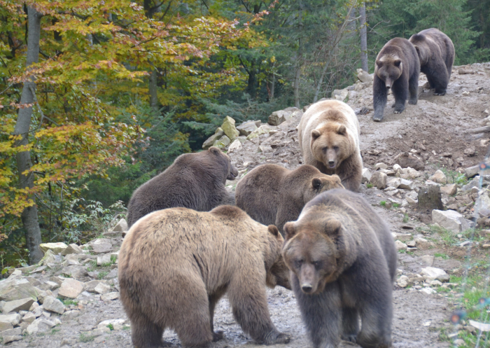 Три десятки ведмедів отримали прихисток у реабілітаційному центрі НПП "Синевир"