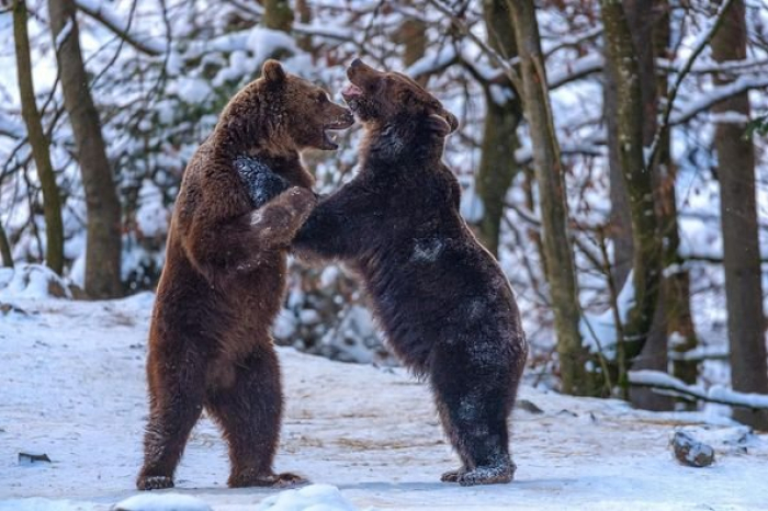 Не усі клишоногі, які перебувають в Реабілітаційному центрі бурих ведмедів НПП «Синевир» цієї зими залягали на зимовий відпочинок