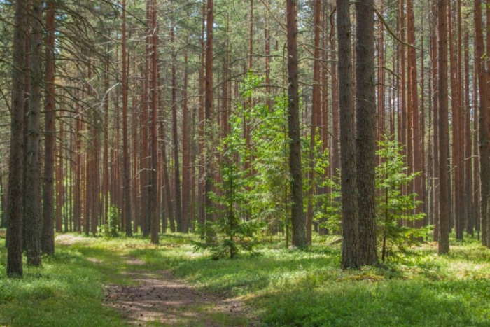 На Закарпатті держслужбовець незаконно передав у власність землі лісового фонду на понад 750 тис. гривень