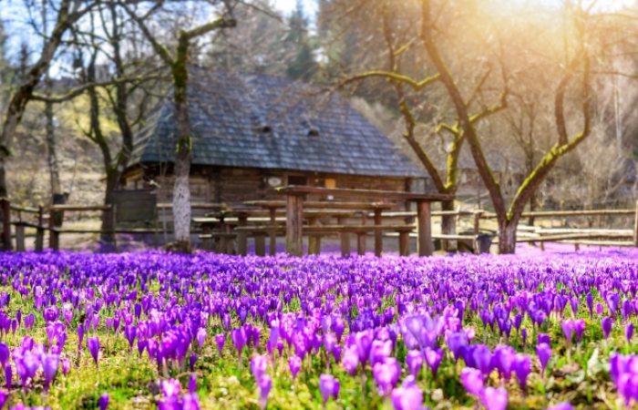 Справжня фіолетова казка у Колочаві – розквітли поля крокусів (ФОТО)