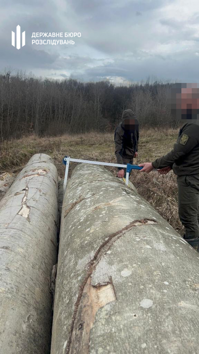 ДБР повідомило про підозру двом працівникам лісництв на Закарпатті, через яких було зрубано дерев на мільйони гривень