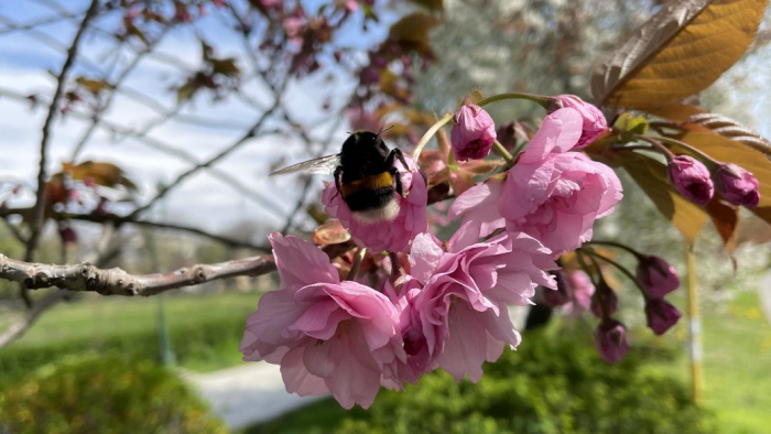 "Сокоти сакури!" Ужгородців та гостей міста закликають не ламати гілки дерев та не зривати цвіт