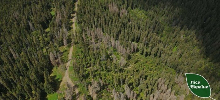 Кілька сотень рейдів у карпатських лісах: найбільше самовільних рубок – в Ужгородському лісгоспі
