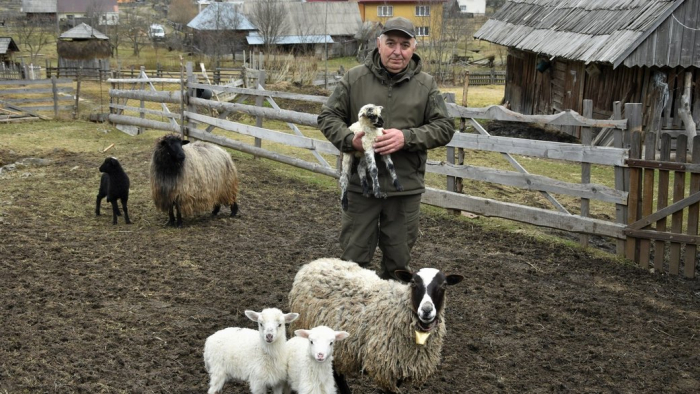 "Це справа мого життя": на Закарпатті чоловік понад 35 років займається розведенням овець