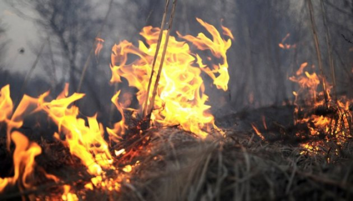 З початку року в Закарпатті згоріло 29,35 га землі в екосистемах