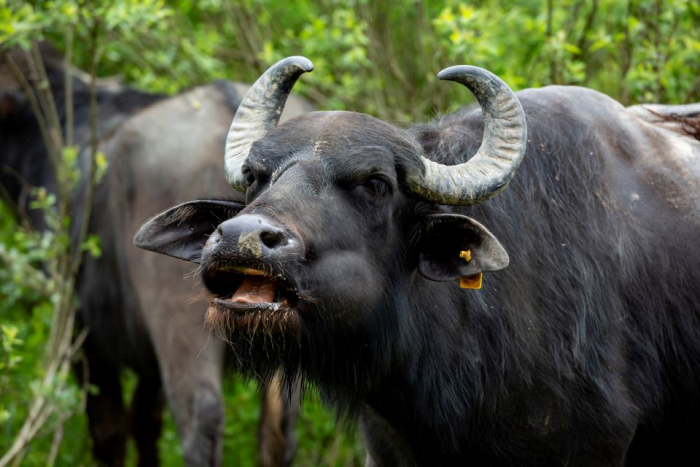 У Долину нарцисів на Хустщині повернулися буйволи (ФОТО)