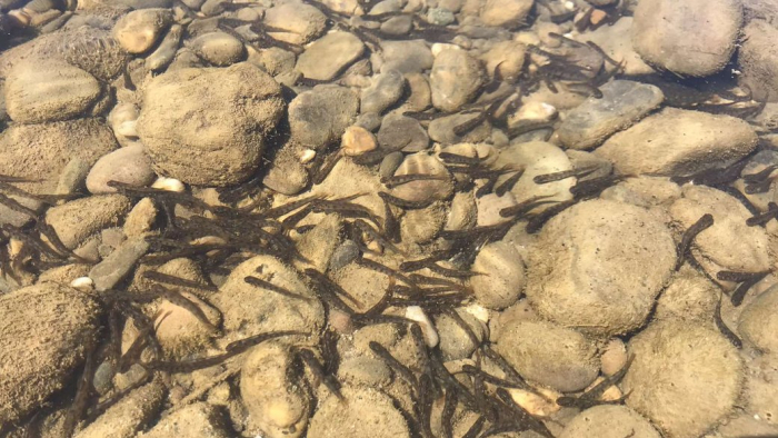 У річку Тиса на Закарпатті випустили понад дві тисячі мальків струмкової форелі