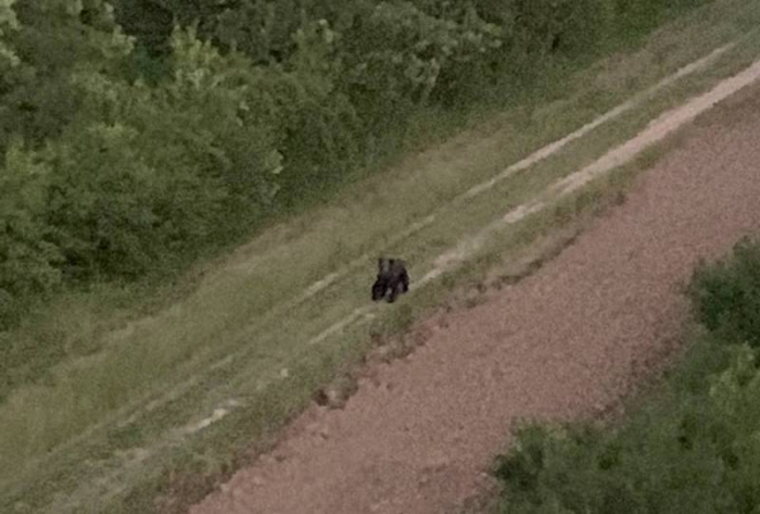 У Берегівському районі виявлено присутність ведмедя