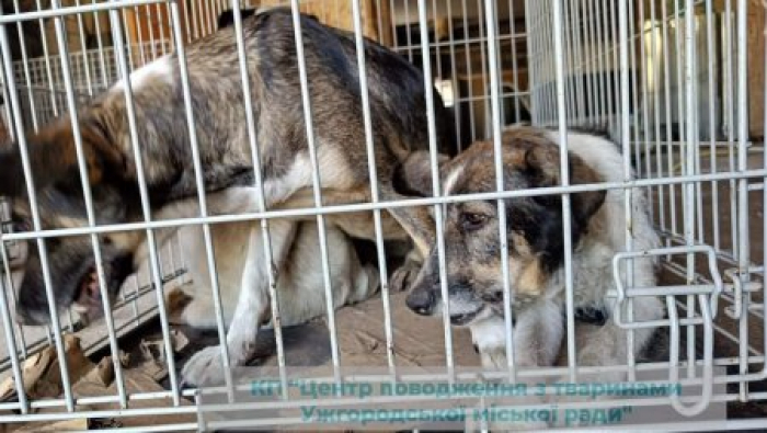 На Ужгородщині безкоштовно стерилізують тварин
