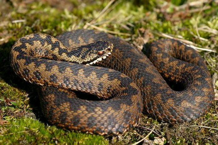 З початку року на Закарпатті зафіксували 5 випадків укусів змій (ВІДЕО)