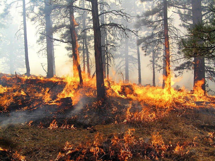 Поки не спаде спека, закарпатці не зможуть відвідувати ліси