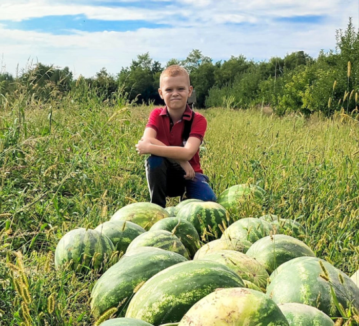 У Мукачівській громаді завершили збір кавунів