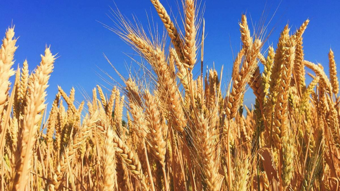 Насіння пшениці озимої: як купити та які сорти вибрати
