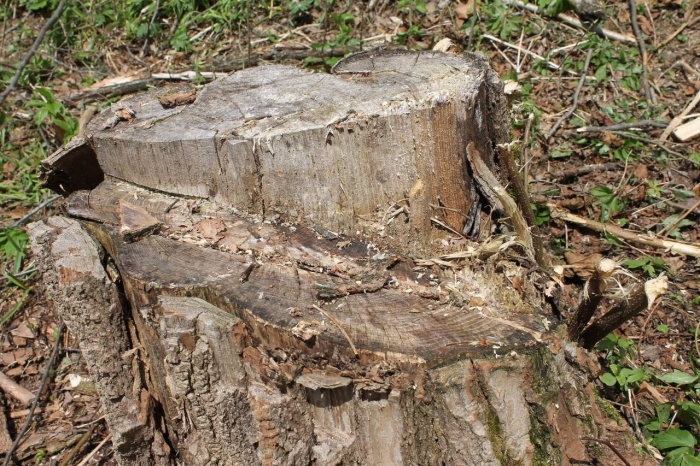 Двом закарпатцям загрожує до 7 років ув’язнення за незаконну порубку дерев у ландшафтному парку на Ужгородщині

