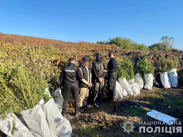 На Закарпатті поліція викрила групу осіб, які виростили плантацію конопель та виготовили наркотиків рослинного походження на майже 800 тисяч гривень