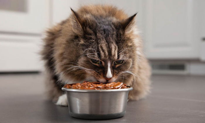Як вибрати найкращий сухий корм для вашої кішки: поради від PetMart
