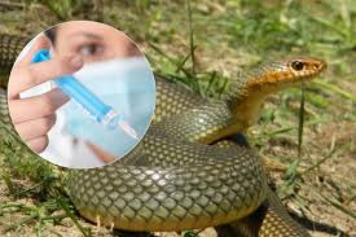 Протягом минулого місяця на Закарпатті зафіксували  10 випадків укусів змій. Останні два - минулої суботи