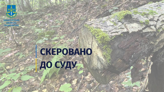 Колишню начальницю відділення Ужанського нацпарку судитимуть за допущення незаконної вирубки лісфонду на понад пів мільйона гривень