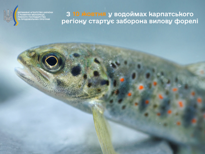 У водоймах Закарпаття сьогодні розпочинається заборона на вилов струмкової форелі
