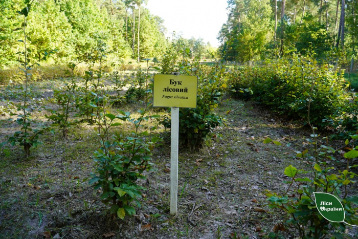 Цієї осені в Карпатському регіоні лісівники висадять молоді сіянці на площі понад 200 гектарів