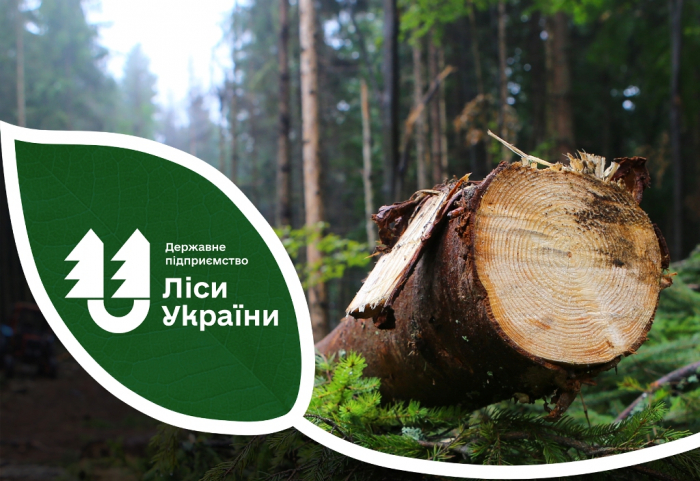 Лісівники Карпатського лісового офісу виявили понад пів тисячі випадків незаконних рубок деревини