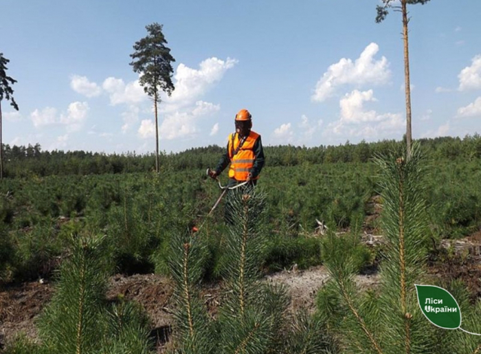 Догляд за майбутнім лісом: лісівники в Карпатах виконали трьохквартальний план на 108%