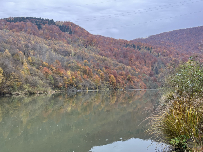 На Закарпатті випустили понад 8 тисяч мальків струмкової форелі у річку Ріка