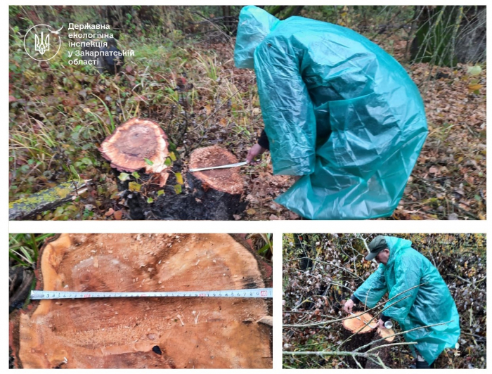 На Ужгородщині иявили незаконну вирубку лісу понад 8 мільйонів гривень збитків довкіллю
