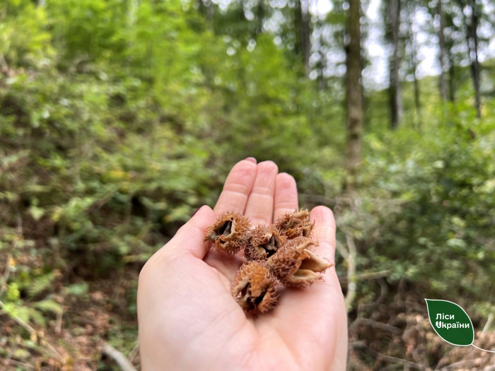 Заготівля майбутнього лісу: у Карпатах лісівники зібрали понад 1100 кг насіння бука