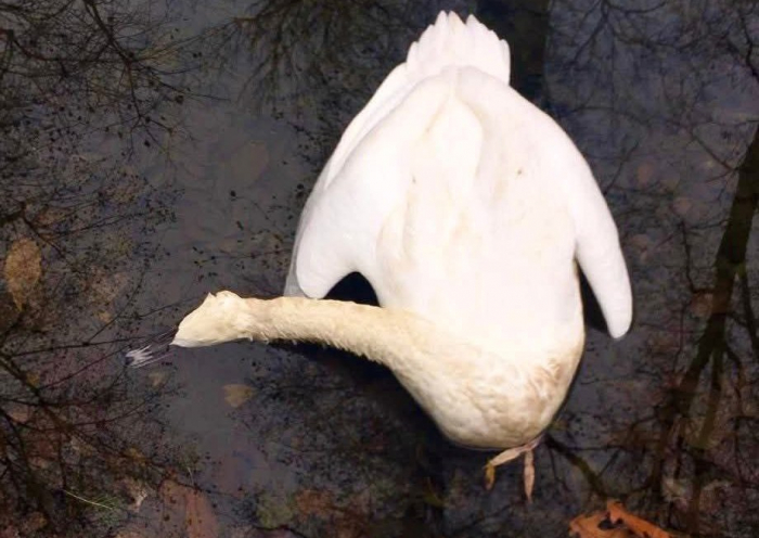 Поліція перевіряє інформацію про можливе отруєння та загибель лебедів на Тячівщині

