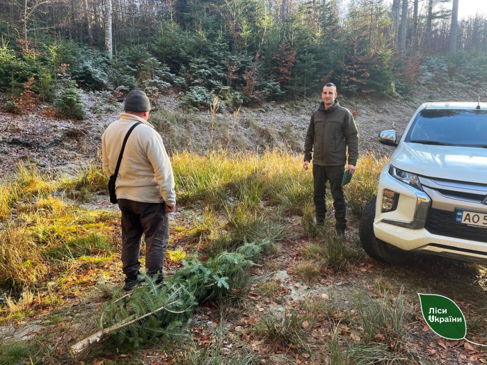 Лісівники Карпатського регіону посилили захист хвойних порід дерев напередодні різдвяно-новорічних свят
