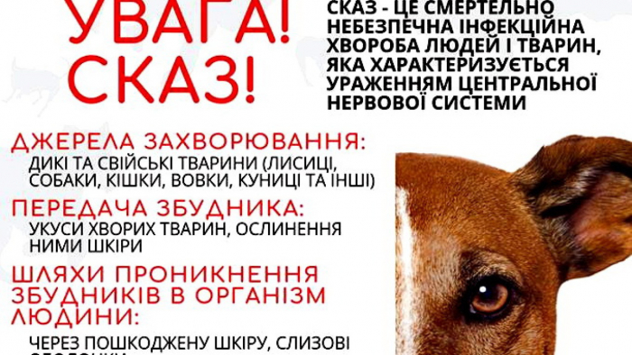 Підтверджено випадок сказу в Ужгороді: оголошено карантин на кількох вулицях