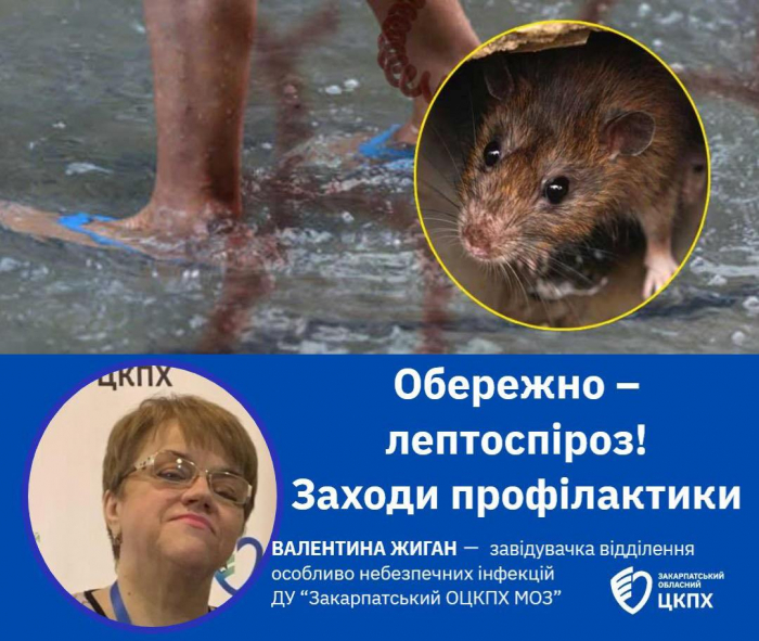На Закарпатті зафіксовано перші у цьому році випадки лептоспірозу