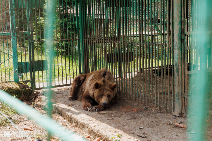 Нацпарк «Синевир» – домівка для понад 30 врятованих бурих ведмедів
