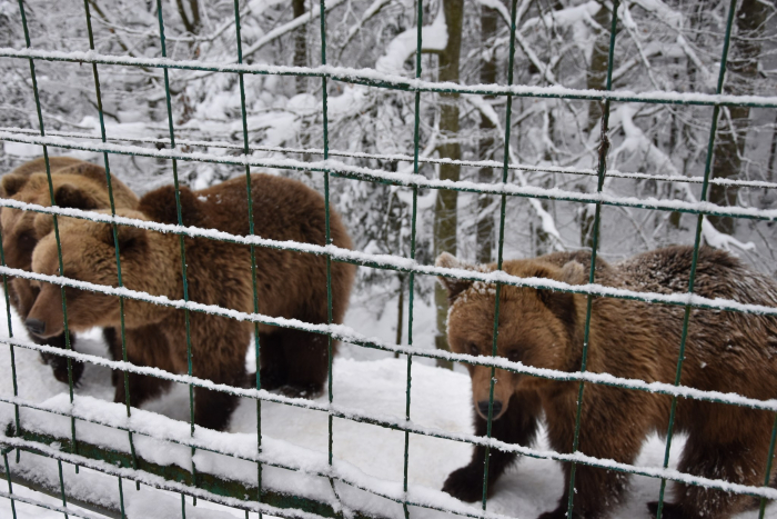 Зима збила з ритму: бурі ведмеді у нацпарку «Синевир» прокидаються через погодні аномалії