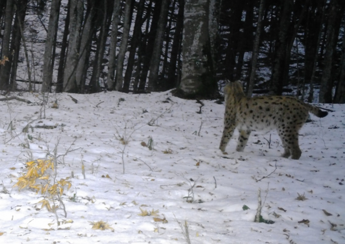 Рись без кордонів: унікальний моніторинг розкрив реальну чисельність рідкісного хижака в Ужанському нацпарку 
