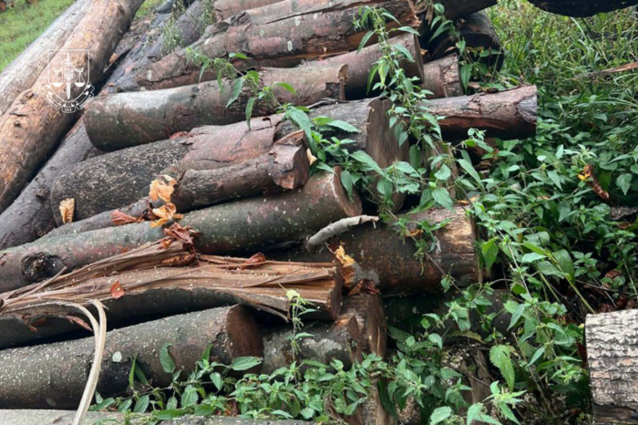 На Закарпатті викрито незаконну вирубку лісу у природно-заповідному фонді - двом особам повідомлено про підозру


