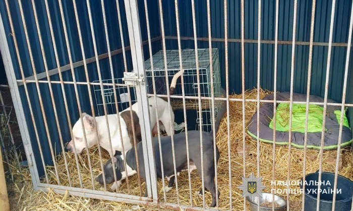 В Ужгороді поліцейські прилаштували до притулку двох собак бійцівської породи, господарка яких померла