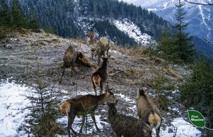 За слідами на снігу і не тільки: стартував зимовий облік тварин у карпатських лісах