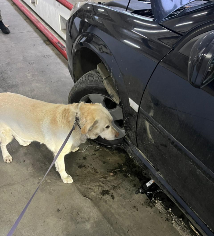 Закарпатська митниця припинила незаконне вивезення безакцизних сигарет