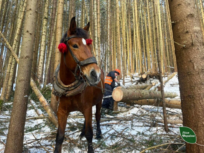 Кінне трелювання деревини в Карпатах: давня традиція, що працює і сьогодні