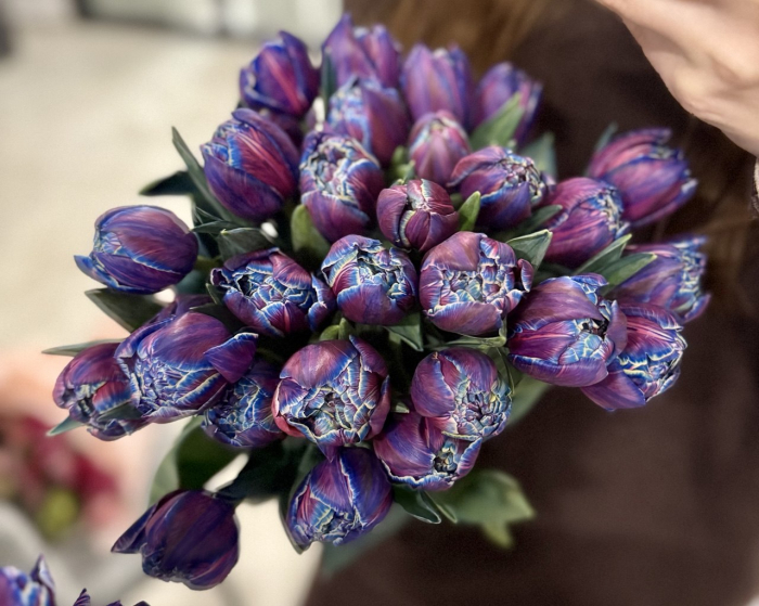 В Ужгороді можна купити рідкісні «космічні» тюльпани 

