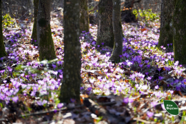 Весна на Закарпатті заявила про свої права – у краї розпочався шафрановий сезон (ФОТО)
