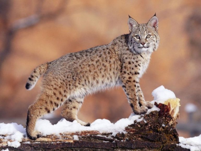 У Карпатських лісах зросла кількість червонокнижних тварин