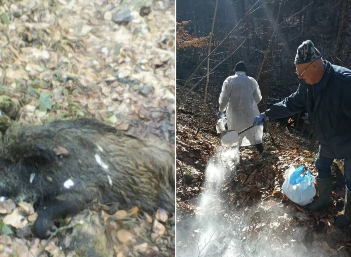 На Закарпатті підтверджено випадок африканської чуми свиней